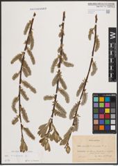 Foto von Salix cinerea L.